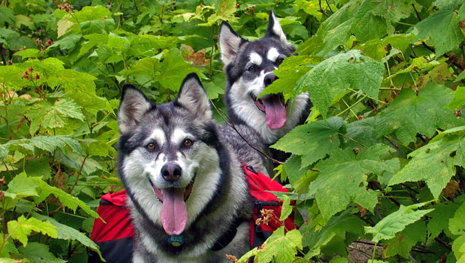 Shasta & Aspen in Thimbleberries