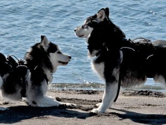 Tasha and Stony Playing