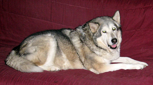 Savannah - Liz's Malamute Photo